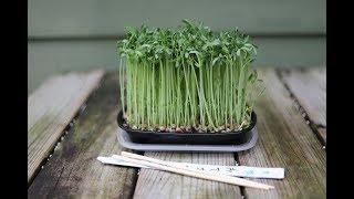 Fun & Easy Way To Grow Microgreens