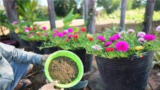 Planting moss rose with natural fertilizer can use cow dung grow faster in short time