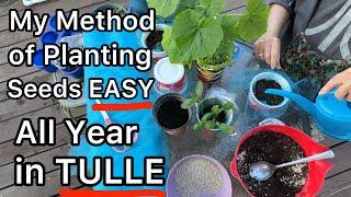 EASIEST Seed Starting Method for Vegetable or Flower Plants & Easy to transplant in Garden or Pots