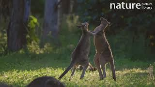 Eastern grey kangaroo (Macropus giganteus) males fighting, Queensland, Australia. November.