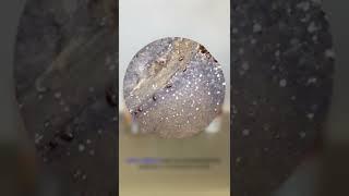 Неоникатиноиды - лучшие средства в борьбе с КЛОПАМИ!