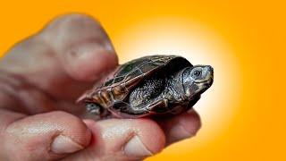 Alien Turtles in New Jersey! World’s Most Bizarre Species in Backyard Sanctuary!