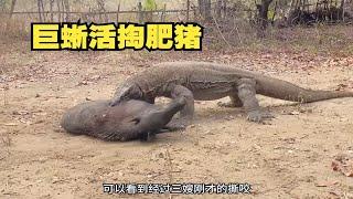 2只科莫多巨蜥活撕200斤肥猪，肠子被掏出后活活疼死