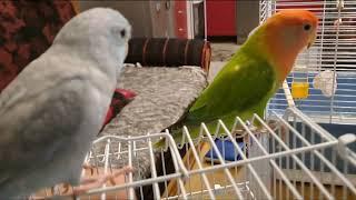 Lovebird Meeting Tiny Friend - Tesla and Parrotlet