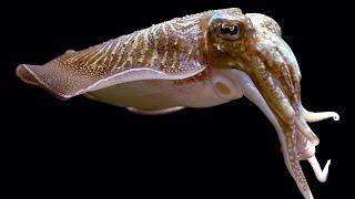 Facts: The Common Cuttlefish