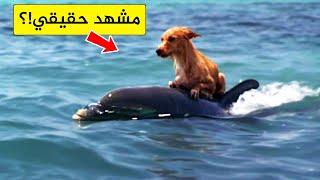 30 حيوان تصرفوا أفضل من البشرسبحان الله!