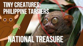 THE PHILIPPINE TARSIER | HOW TO TAKE CARE OF THEM?