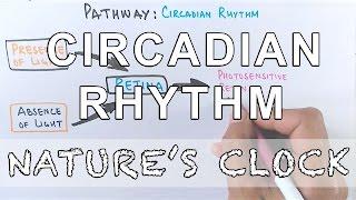 Circadian Rhythm | Pathway of Biological Clock