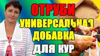 ОТРУБИ. Универсальная добавка для кур.