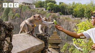 Thieving monkeys steal from tourists and barter for treats  | Planet Earth III - BBC