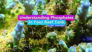 Understanding Phosphate in your reef tank - With Lou Ekus - Tropic Marin