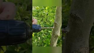 Grafting trees with a drill