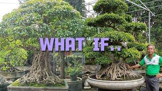 Khám phá vườn cây của bác Sách bonsai phát hiện cây cổ giá trị