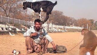 Bandar Aur Bakri Ka Khel - Funny Video | Comedy Video From My Phone