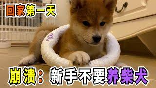 新手不要養柴犬，訓犬解說UP主，養倔脾氣柴犬第一天崩潰！Stubborn Shiba Inu's first day home, owner breaks down