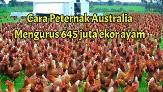 Bagaimana cara peternak Australia mengurus 645 juta ekor ayam dan menghasilkan 6 miliar butir telur?