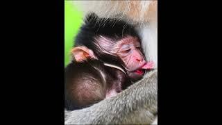 Adorable baby macaque take milk #newbornbabymonkey