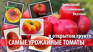Самые урожайные сорта томатов в открытом грунте со стабильным результатом! Эти сорта не подведут!