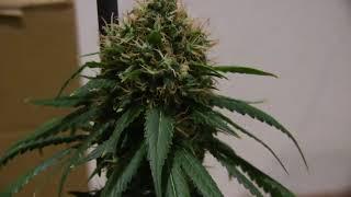 Sweet Cheese F1 Fast Version (Sweet Seeds)