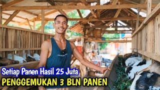 PENGGEMUKAN 3 BULAN PANEN LEBIH CEPAT HASILNYA