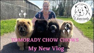 Introducing Tomorady Chow Chows New Vlog