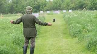 Shooting Times & Skinners: Gundog training part 6