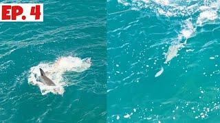 Great white shark eats the live bait. Insane surface strike on live baits from King Fish.