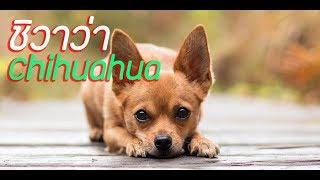 ประวัติ ความเป็นมา สิ่งที่น่าสนใจเกี่ยวกับ ชิวาว่า Chihuahua [Dog Profile]