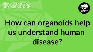 How organoids help us understand ourselves and treat diseases