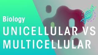 Unicellular vs Multicellular | Cells | Biology | FuseSchool