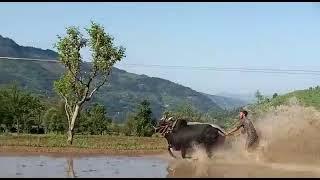 ox race rajouri(3)