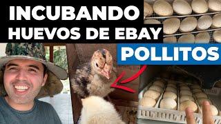 INCUBANDO HUEVOS COMPRADOS EN EBAY! - Como Incubar Huevos de Gallina, Guineas, Pavos