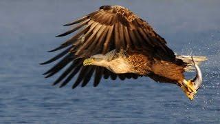 Grandes documentales - El rey de los mares. El águila marina