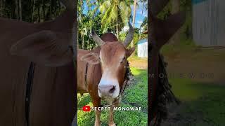 -Red Killer—#mr #cow #mrbull #secret #bull #animals #mrfarming