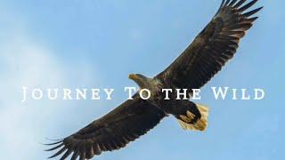 Journey To The Wild: An Original Cinematic Wildlife Experience #wildlife #documentary