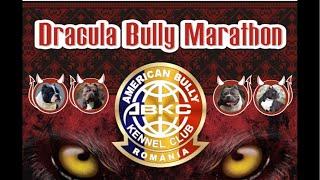 DRACULA BULLYBMARATHON CLASSIC BULLY AND XL