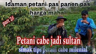 Cara mudah memper lebat buah cabe