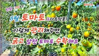 8월 굵고 알찬 토마토 수확하기 위한 관리와 다음 작물 심기.Management for the harvest of tomatoes