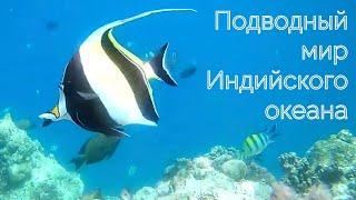 Подводный мир Индийского океана. The underwater world of the Indian Ocean.