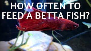 How Often to Feed a Betta Fish