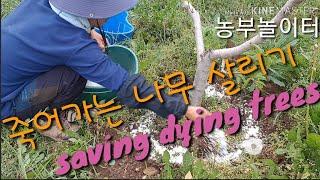 죽어가는 나무 살리기 복숭아농사 복숭나무 자두나무 힘없는 나무 긴급처방 saving dying trees