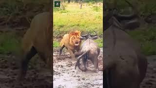 Lion vs Buffalo - Credits: unknown 