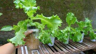 Grow Hydroponic Lettuce With Simple Plastic Cups At Home