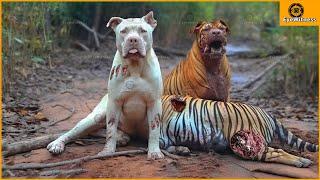 30 Moments When Tigers Realize Their Mistake When Attacking Domestic Dogs! What happens next?
