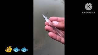 Fish  the Fish stuts Fish videoभगवान की अदभुत रचना