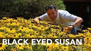 Black Eyed Susans | How to Grow