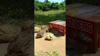 New Creative DIY Quail Trap Technique #shorts #create #traps