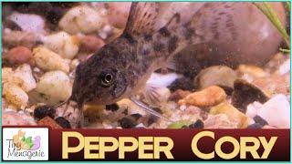 All About Pepper Corydoras: The Bullet-proof Cory!