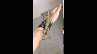 Giant Stick Insect