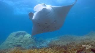 The Secret World of Manta and Mobula Rays